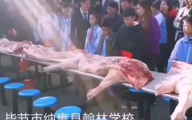 学校给学生发猪肉 成绩好的同学奖励猪肉羡煞网友