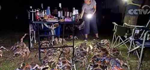 家庭烧烤时爬来50多只大螃蟹 为什么会有那么多只大螃蟹