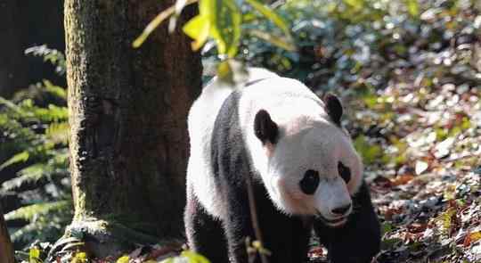 熊猫贝贝入住新家 目前还有三十多只熊猫旅居国外