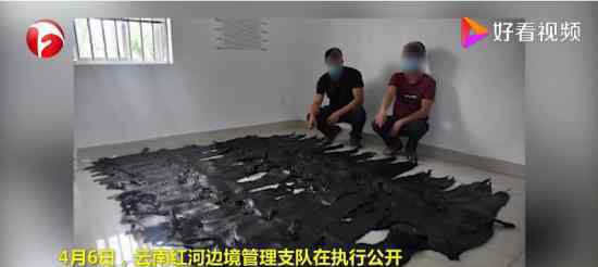 云南查获1213张鳄鱼皮铺满球场 具体什么情况