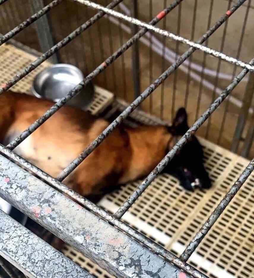 两搜救犬疑被毒死 总价值近7万元，不随意吼叫攻击人