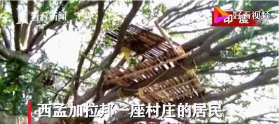 印度村民树上隔离 什么原因具体什么情况