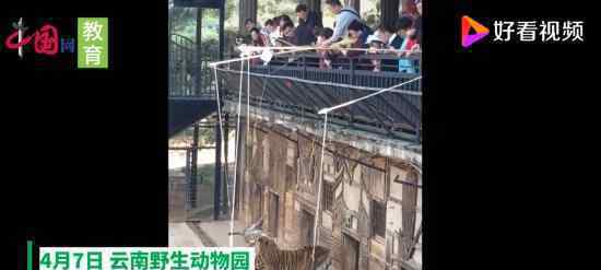 动物园取消钓老虎 什么是钓老虎