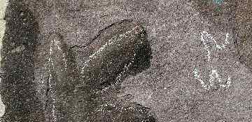 承德惊现恐龙足迹 而且保存完好