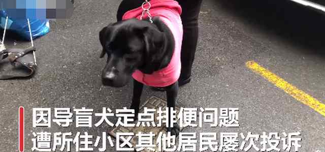 视障阿姨因导盲犬排尿被邻居投诉2年 居委会多次调解无果 真相原来是这样！
