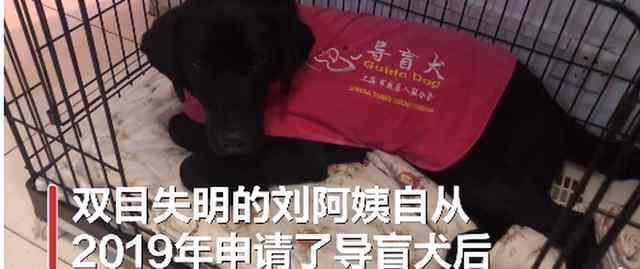 视障阿姨因导盲犬排尿被邻居投诉2年 居委会多次调解无果 究竟发生了什么?