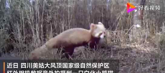 四川发现褪色小熊猫上热搜 网友：悄悄去染了个发