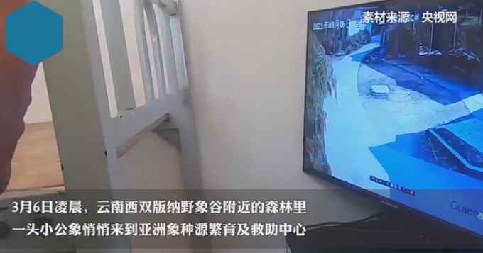 云南一头野象悄悄来救助中心“探亲” 监控拍到有趣互动萌翻众人
