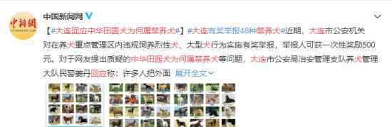 大连回应中华田园犬为何属禁养犬 具体回应说了什么
