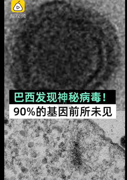 巴西发现神秘病毒 神秘病毒是什么有危险吗