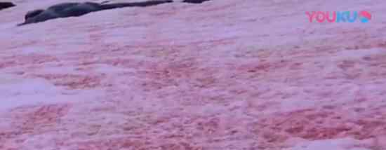南极出现西瓜雪 什么是西瓜雪它是怎么形成的