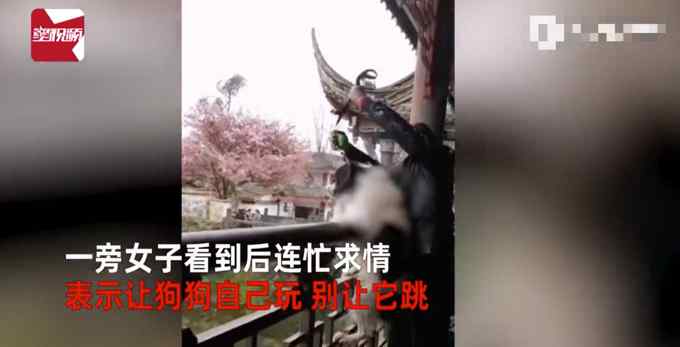 男子训练狗狗跳桥 众人求情无果 狗狗纵身一跃跳入河中！