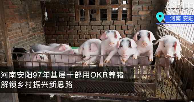 河南安阳97年基层干部用OKR养猪！网友：学习不好 以后养猪都养不了