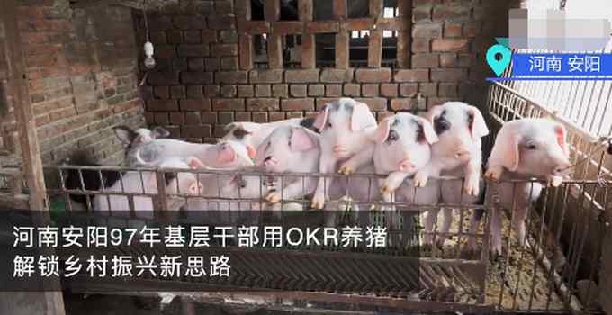 河南安阳97年基层干部用OKR养猪！网友：这猪看起来都眉清目秀的