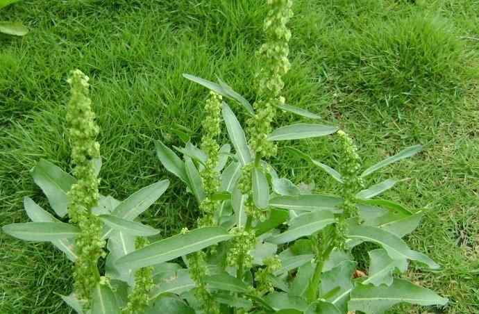 酸模土大黄 农村一种野菠菜，曾是穷苦人的救命菜，但根含“黄金”价值珍贵