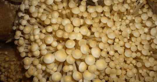 怎么种金针菇 教你在家种植金针菇，将废根埋到花盆里，一周就能收割上一次