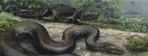 湾鳄的天敌 史上最大的巨蟒，身长达15米，捕食鳄鱼为生，至今没有发现其天敌