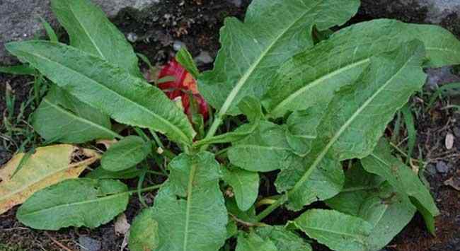 酸模土大黄 农村一种野菠菜，曾是穷苦人的救命菜，但根含“黄金”价值珍贵