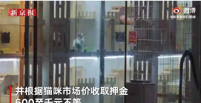 花9.9元就能养一天猫？成都一宠物店推出“共享猫咪”服务 引网友争议