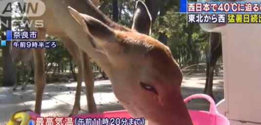 东京本月超100人因中暑死亡 到底发生了什么