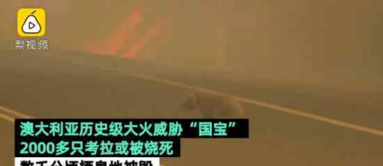 两千只考拉或被山火烧死 具体什么情况