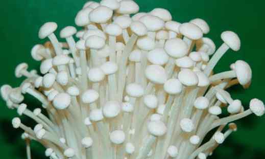 怎么种金针菇 教你在家种植金针菇，将废根埋到花盆里，一周就能收割上一次