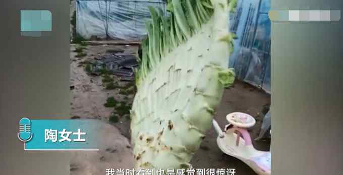 湖北一女子种出巨大莴笋形似芭蕉扇！网友直呼：这莴笋成精了