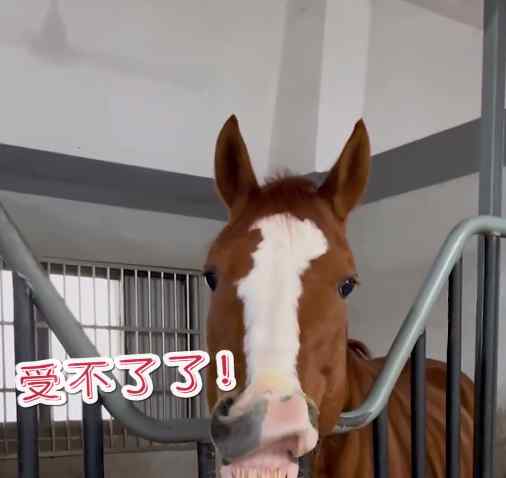 江苏一女子给马儿吃榴莲 有的马嘴咧成“赵四” 还有的用嘴“鼓掌”！