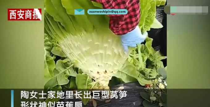 湖北一女子种出巨大莴笋形似芭蕉扇！网友直呼：这莴笋成精了