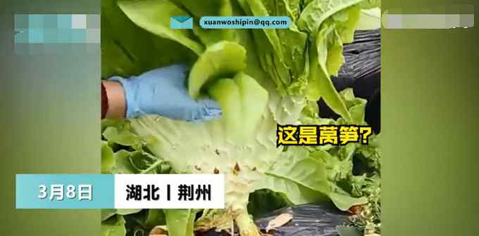 湖北一女子种出巨大莴笋形似芭蕉扇！网友直呼：这莴笋成精了