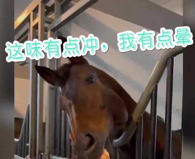 江苏一女子给马儿吃榴莲 有的马嘴咧成“赵四” 还有的用嘴“鼓掌”！