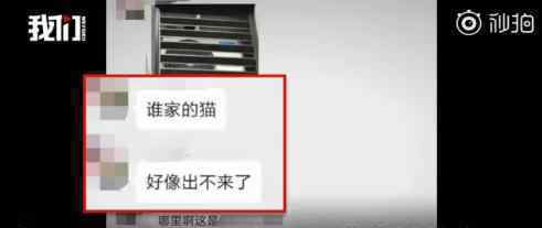 万元寻猫未兑现女子道歉 为什么要道歉发生了什么