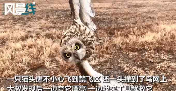 天津大叔碎碎念式救被困猫头鹰 网友调侃：人是好人 就是话太多了