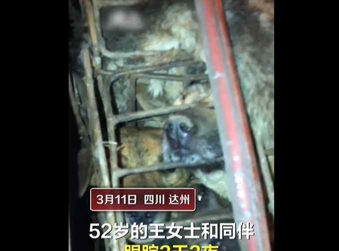 女子跟踪运狗车3天救600多条狗 有多个品种宠物犬 当地畜牧局回应
