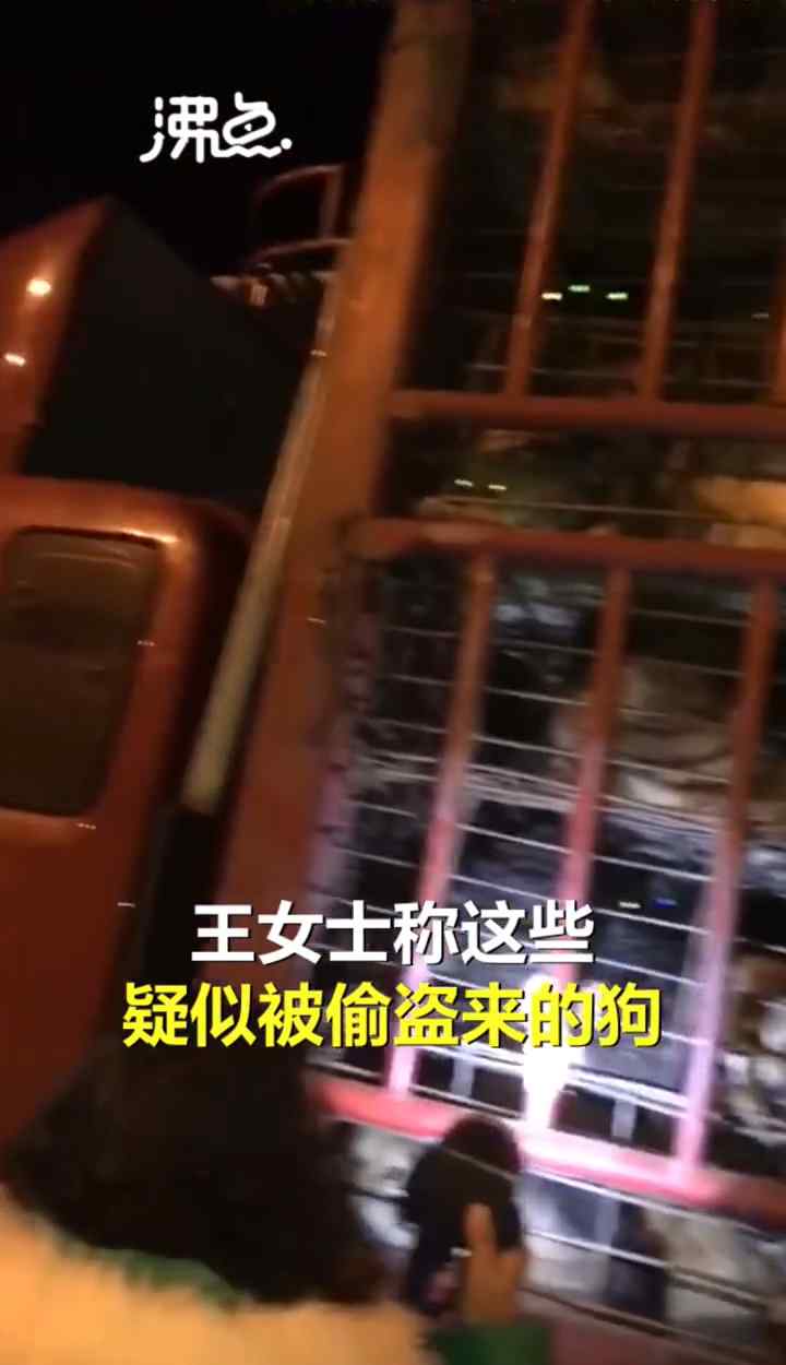 四川一女子跟踪运狗车救下600多条狗！官方：已到现场联合调查