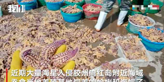 青岛胶州湾海星入侵狂吃蛤蜊海蛎子！养殖户损失惨重官方介入
