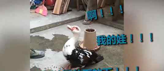 鸭宝宝被抓鸭妈妈急得跺脚 究竟原因是什么