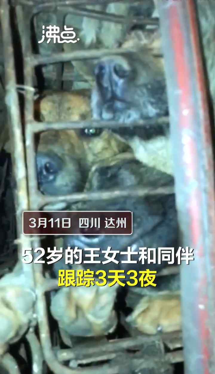 四川一女子跟踪运狗车救下600多条狗！官方：已到现场联合调查