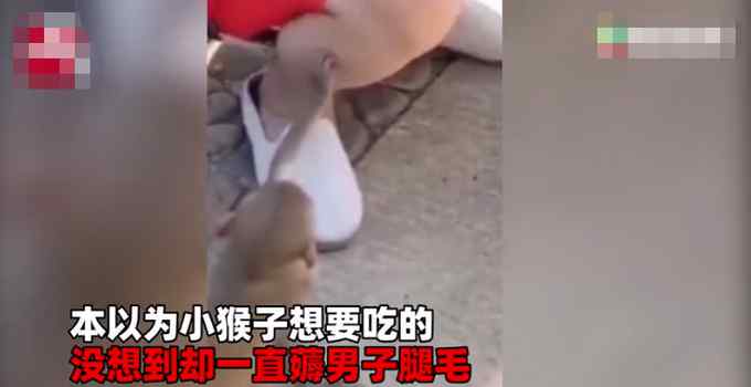 小伙景区游玩被猴子拔腿毛 现场一幕笑翻