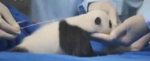 新生大熊猫名字叫国庆 哪里的新生大熊猫