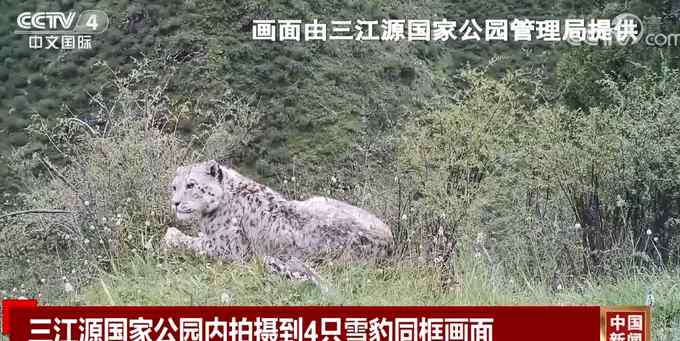 三江源国家公园拍到4只雪豹同框 网友评论“大胆”：想“撸猫”！