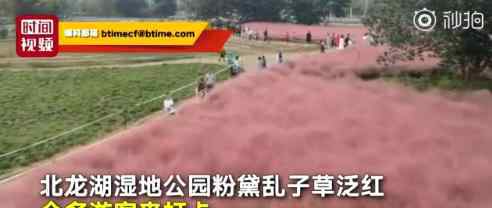 网红草遭游客践踏6个保安拦不住 具体什么情况（图）