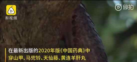 穿山甲从药典除名是怎么回事 穿山甲已成为全球最为濒危的野生动物之一