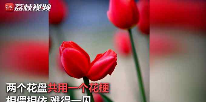 不能复制只能天然生成！罕见并蒂郁金香现身南京 网友直呼“要小心”