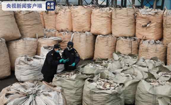 大连海关查获“洋垃圾”1423.8吨！货物申报品名为“扇贝壳”