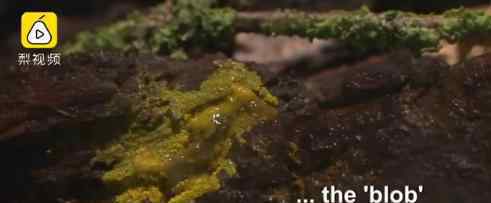 神秘生物犹如现实版毒液 神秘生物长什么样