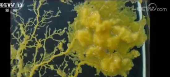 神秘生物犹如现实版毒液 具备惊人的学习能力还能自愈