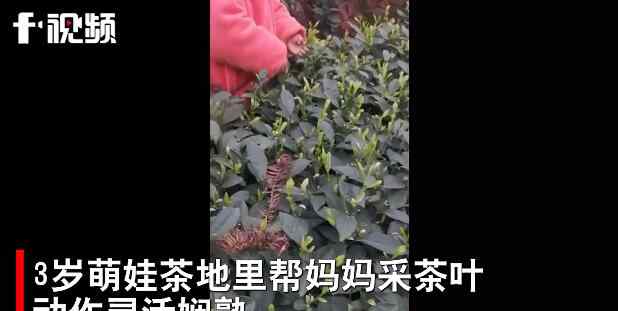 3岁萌娃帮妈妈采茶叶动作娴熟 事件详情始末介绍！