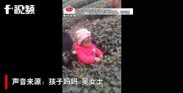 3岁萌娃帮妈妈采茶叶动作娴熟 事情的详情始末是怎么样了！