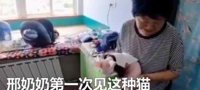 东北奶奶给无毛猫织毛衣 网友：这手咋长的